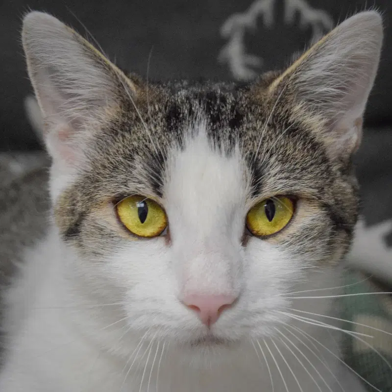 Mystery, a young female Tabby cat up for adoption