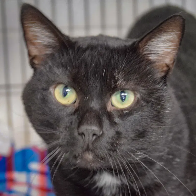Shade, an adult female Bombay cat up for adoption