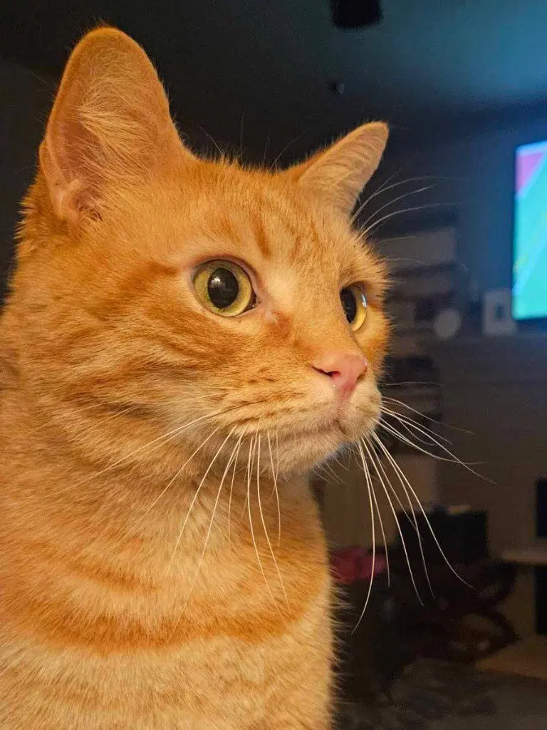 Max, an adult male cat up for adoption