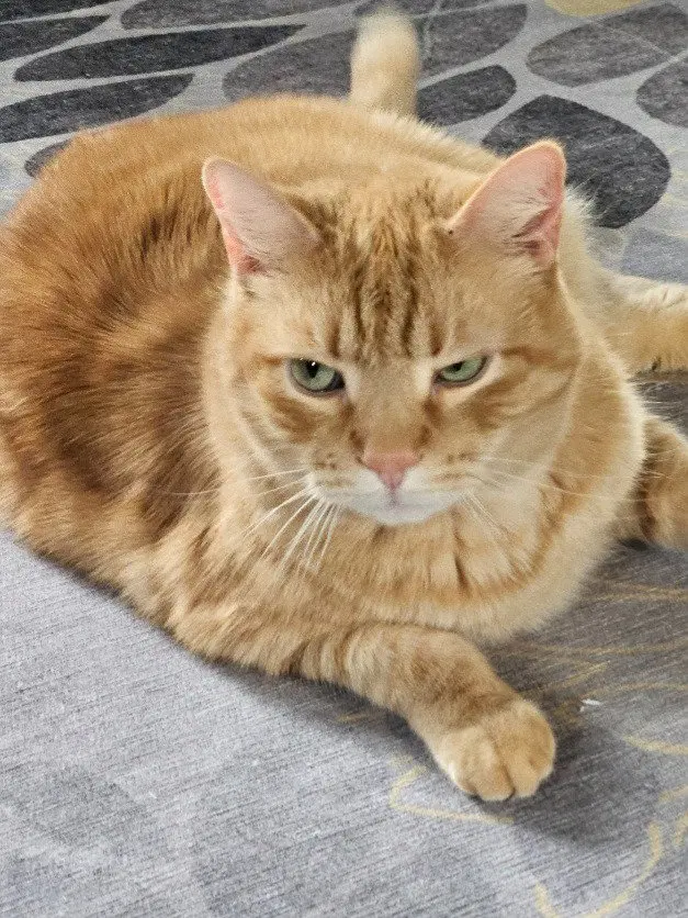 Max, photo 4