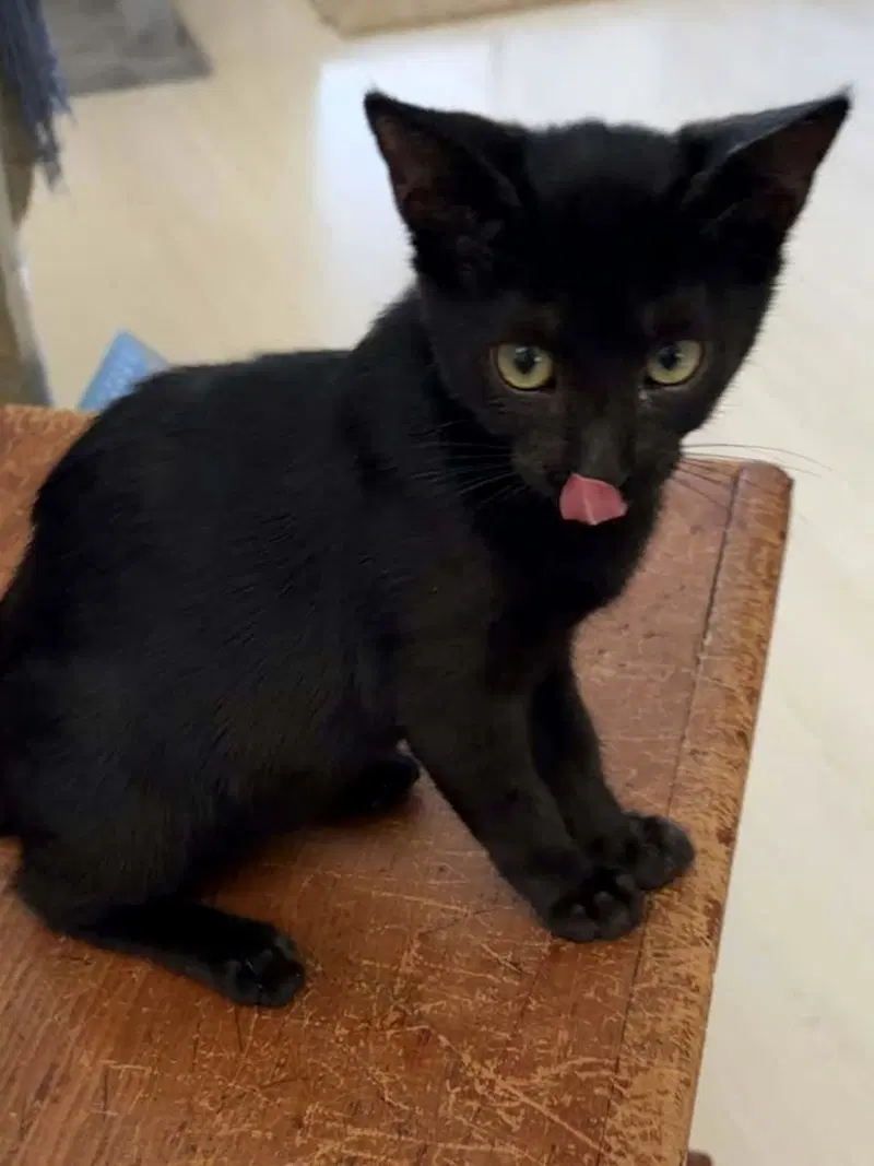 Dolly, a young female cat up for adoption