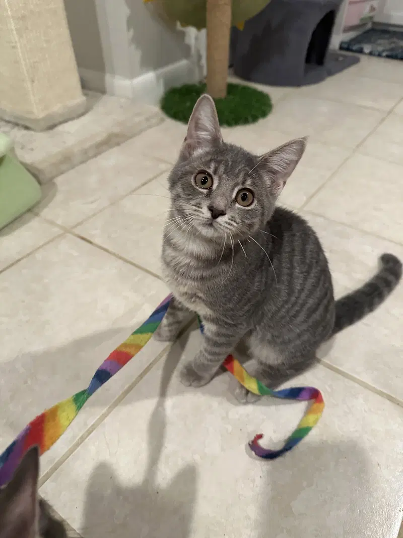 Zendaya, a female cat up for adoption