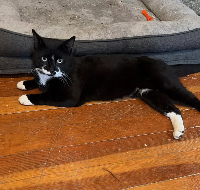 Gatsby, an adult male cat up for adoption