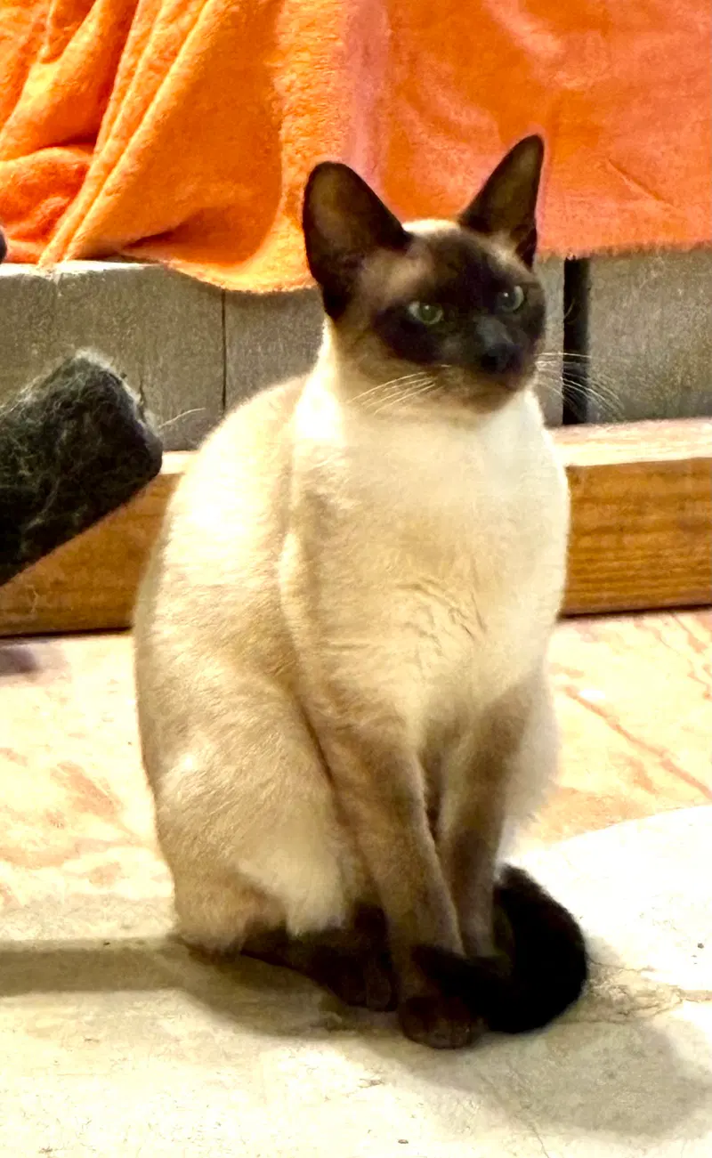 Jake, an adult male Siamese cat up for adoption