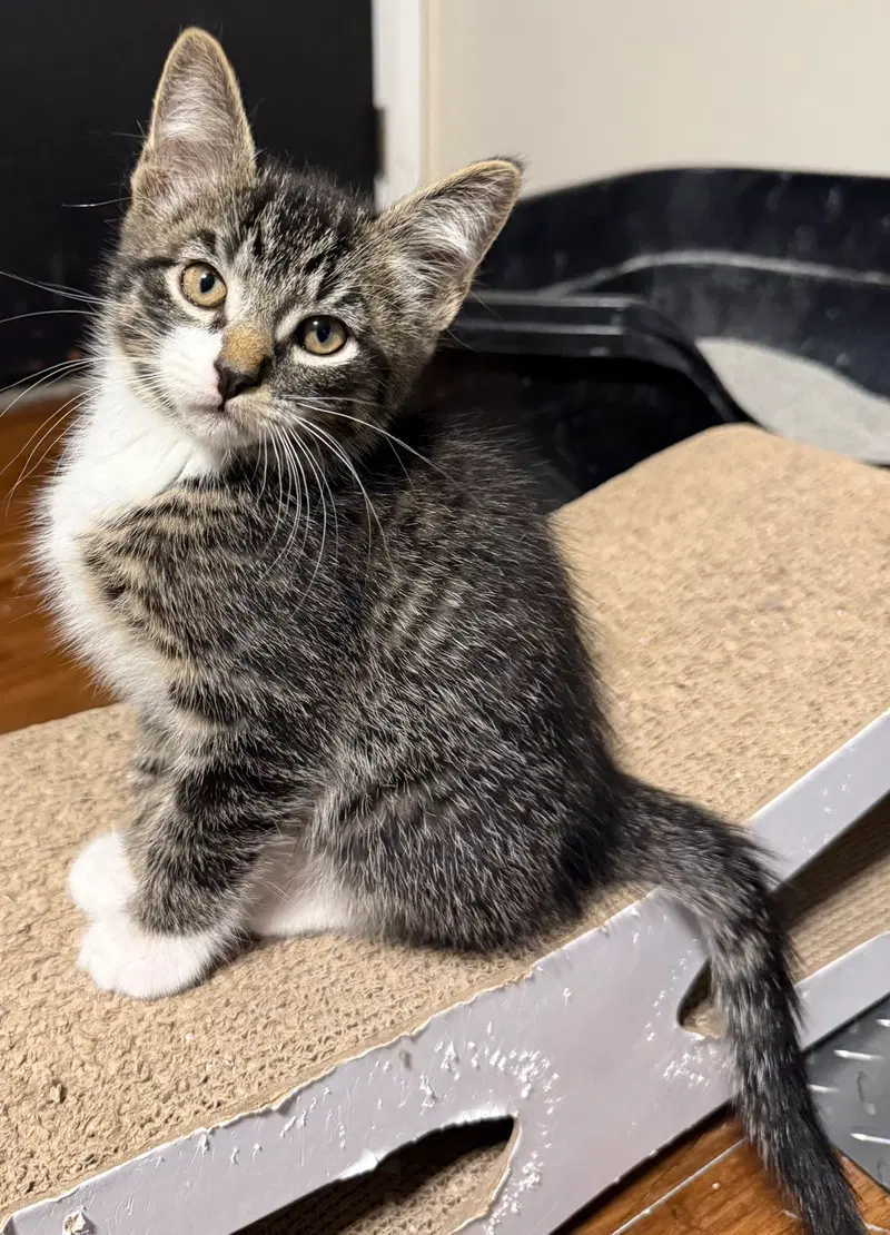Luffy, a male Tabby kitten up for adoption