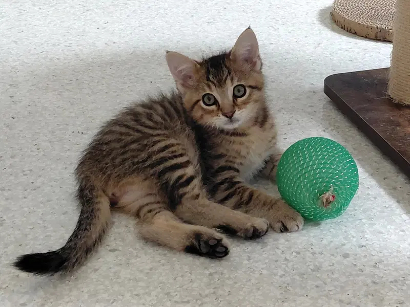 Cyril, photo 3
