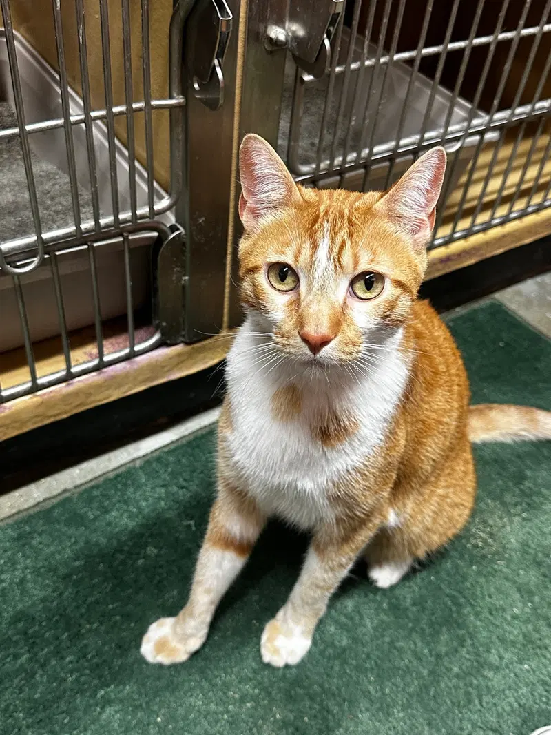 Cal, a young male cat up for adoption