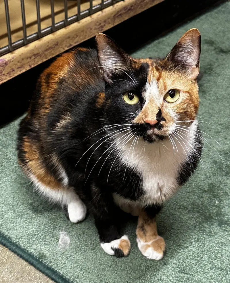 Portia, a young female cat up for adoption