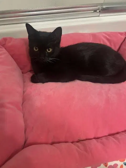 Zazu CH Kitty, a young male cat up for adoption