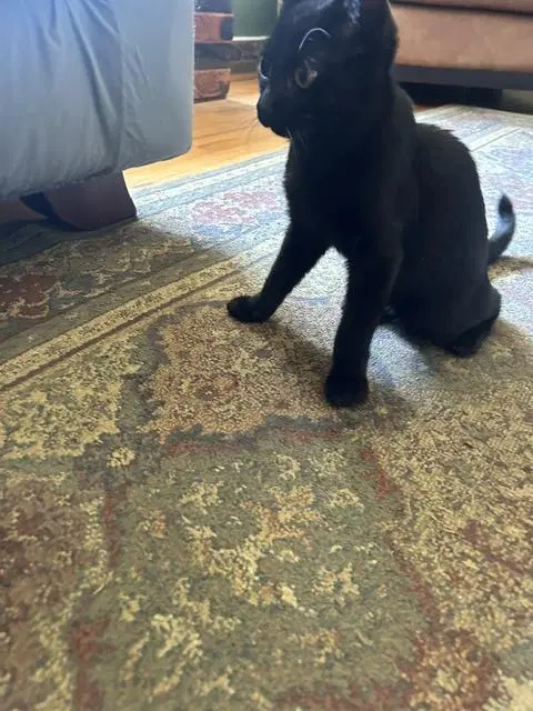 Zazu CH Kitty, photo 3