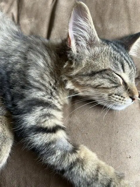 Rafiki, a young male cat up for adoption