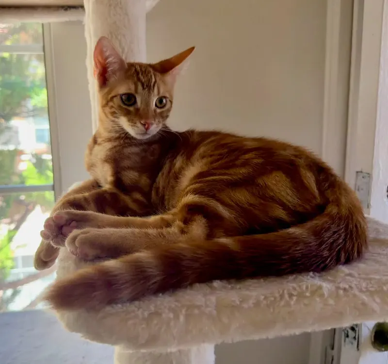 Jasper, a male kitten up for adoption