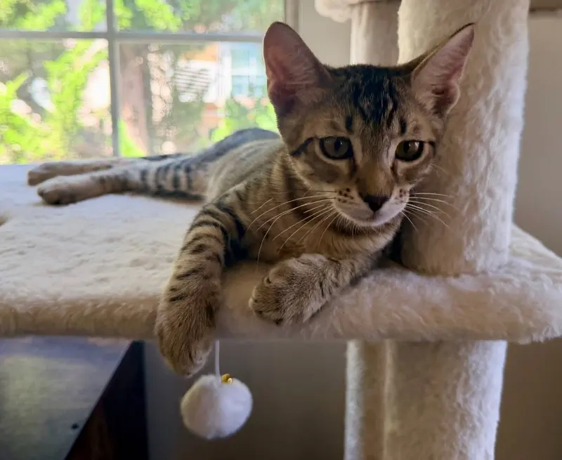Tiger, a male kitten up for adoption