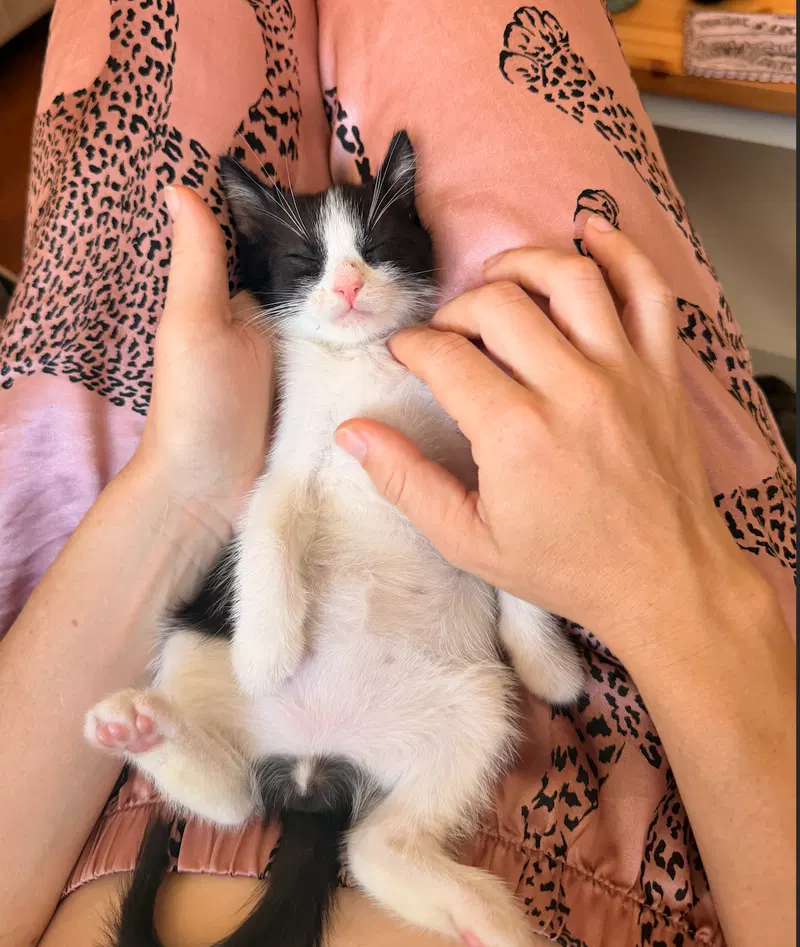 Bingo, a young male cat up for adoption
