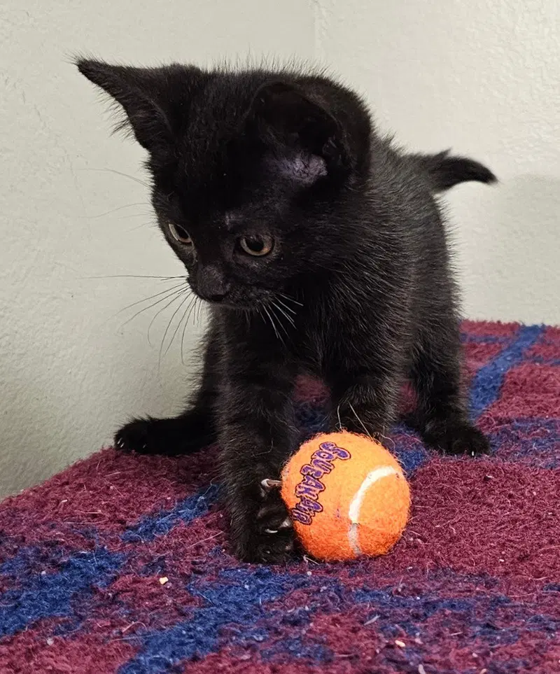 Merlin, a male kitten up for adoption