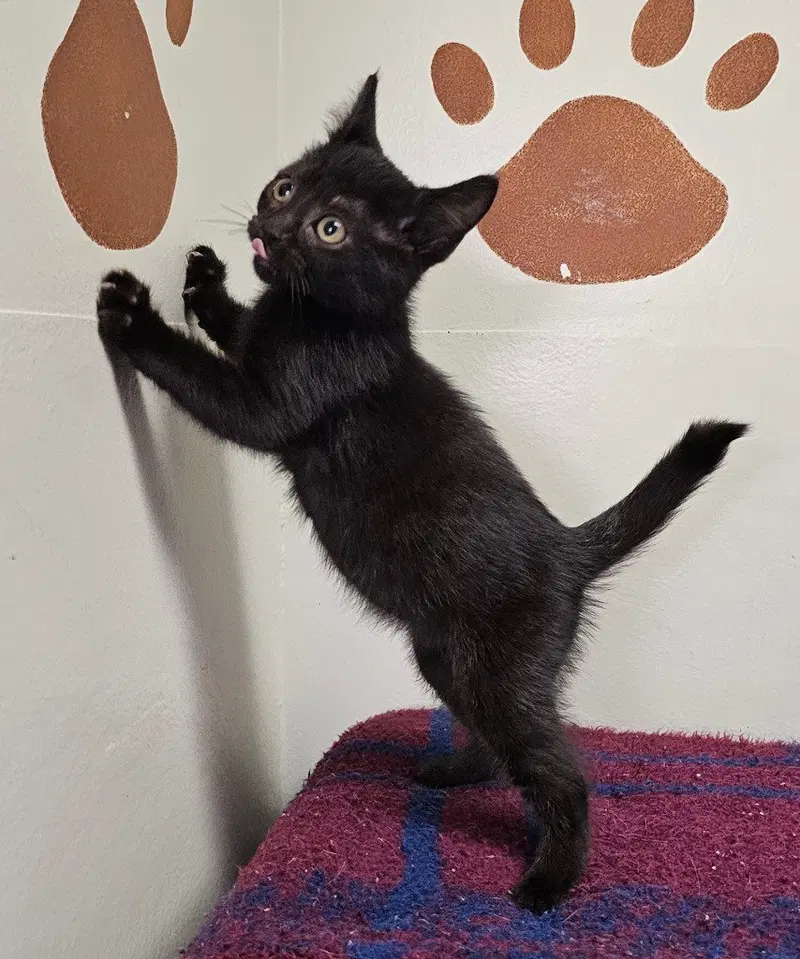 Whimsy, a female kitten up for adoption