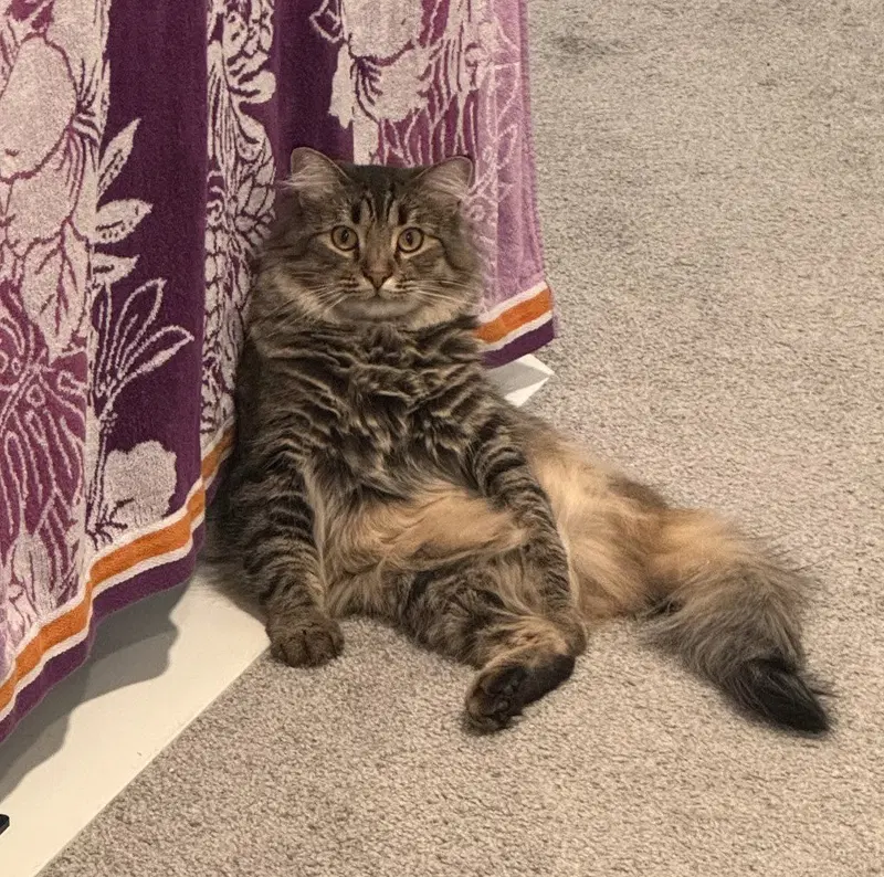 Suzume, an adult female cat up for adoption