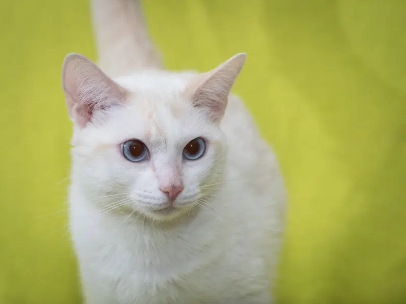 Lily, an adult female cat up for adoption
