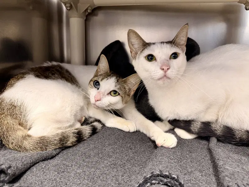 Lia, an adult female cat up for adoption