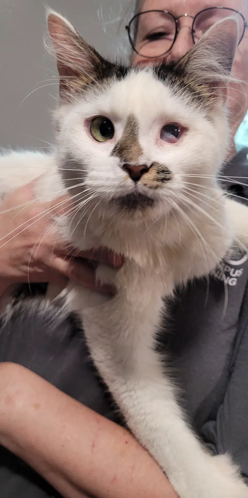 Marcus, a young male cat up for adoption