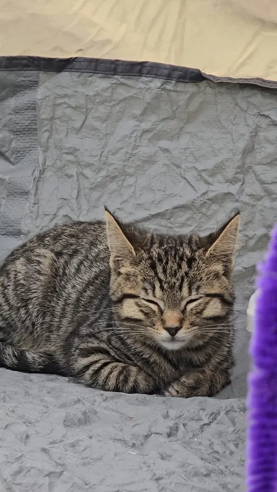 Ayion, a male kitten up for adoption