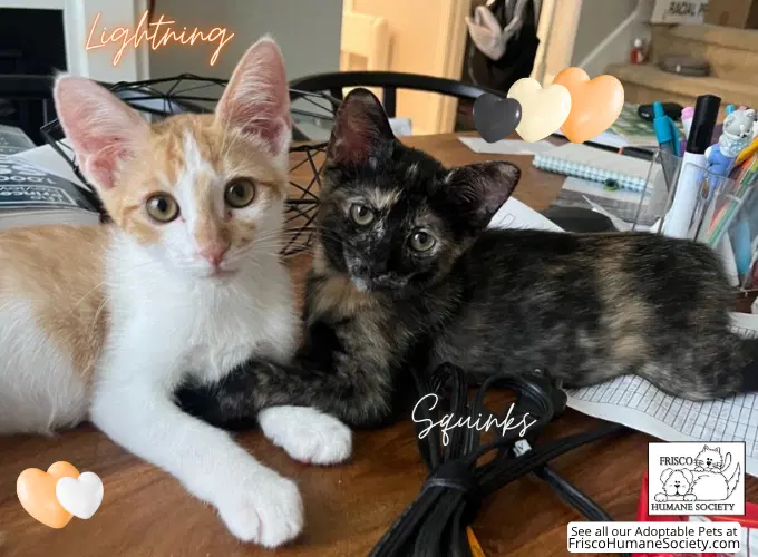 Lightning, a male kitten up for adoption