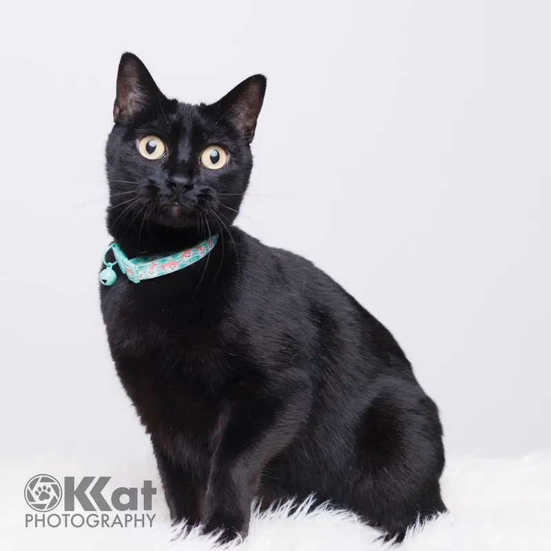 Oprah, an adult female cat up for adoption