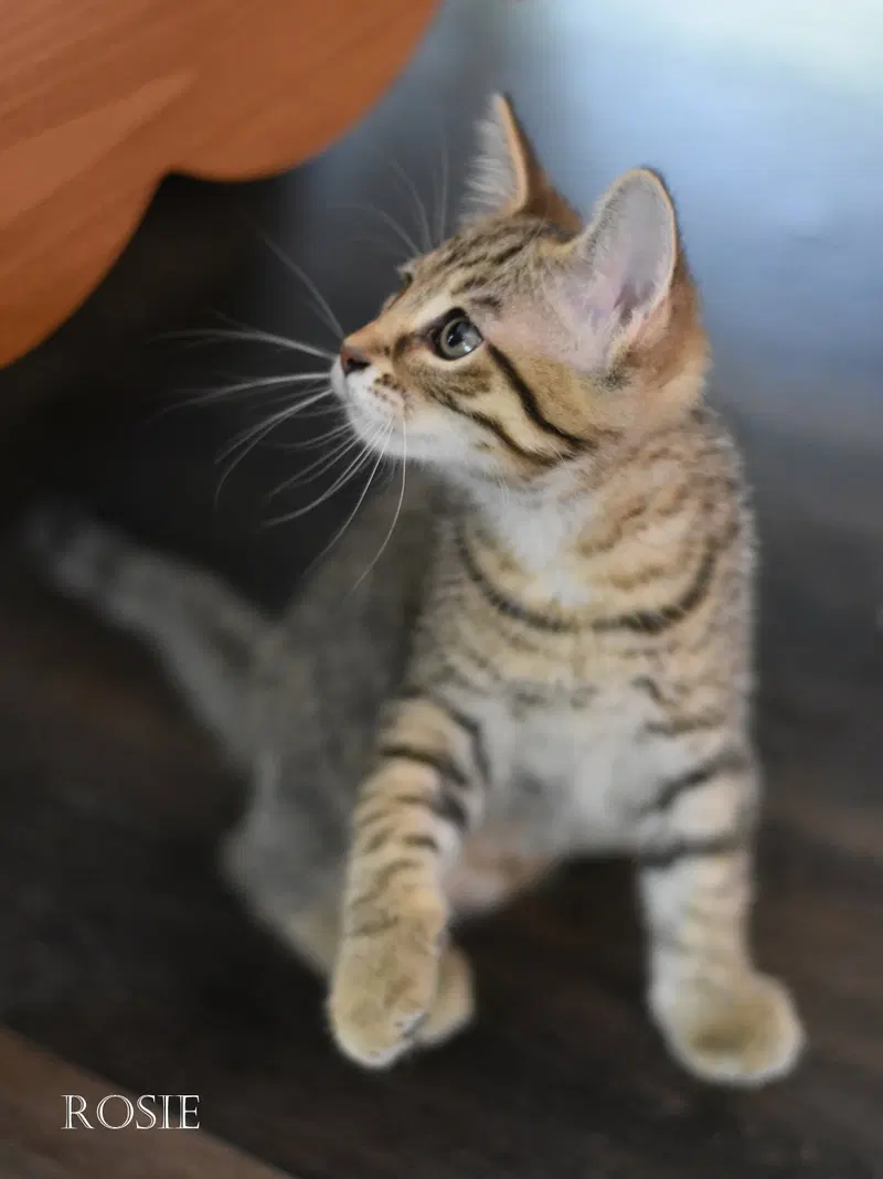Rosie, photo 5