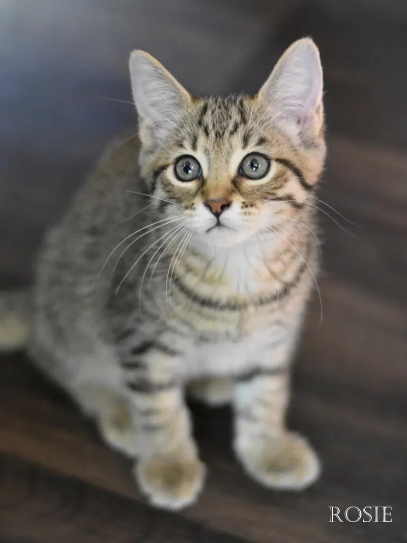 Rosie, photo 6