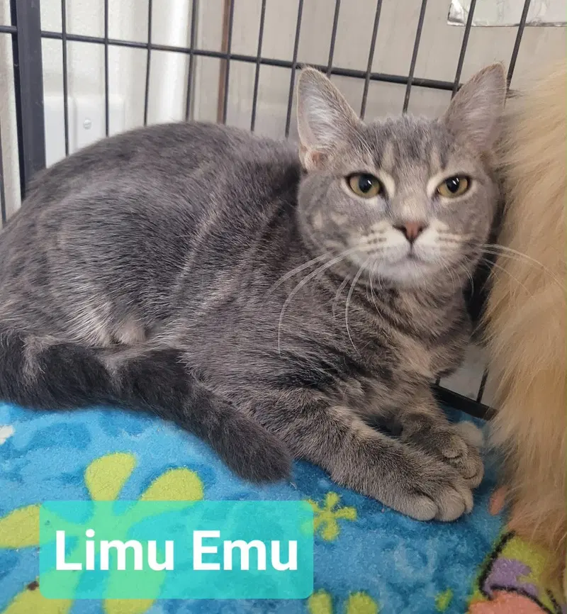 Limu Emu, a young female cat up for adoption