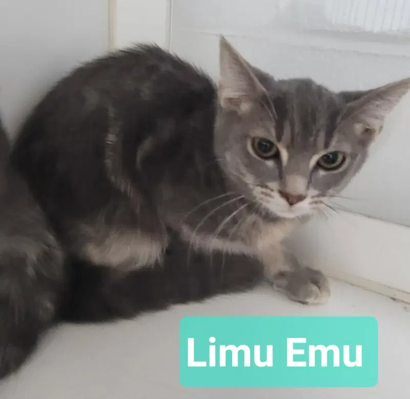 Limu Emu, photo 3