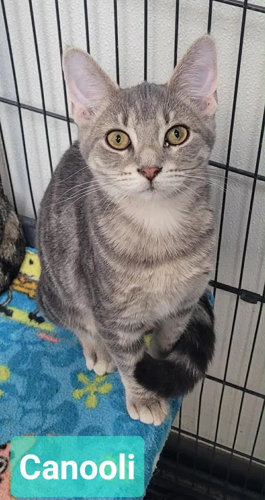 Canooli, a young female cat up for adoption