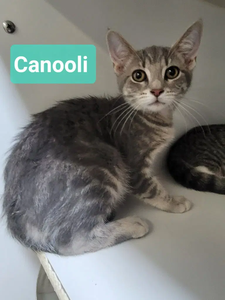 Canooli, photo 4
