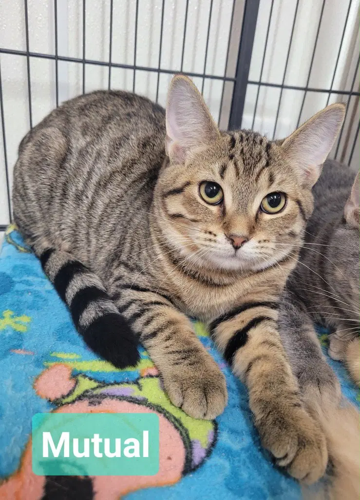 Mutual, a young female cat up for adoption
