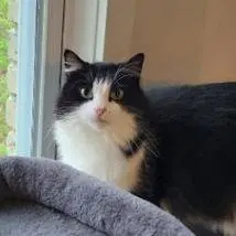 Phoebe, an adult female cat up for adoption