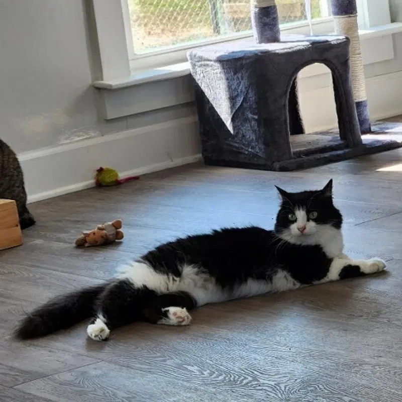 Phoebe, photo 3