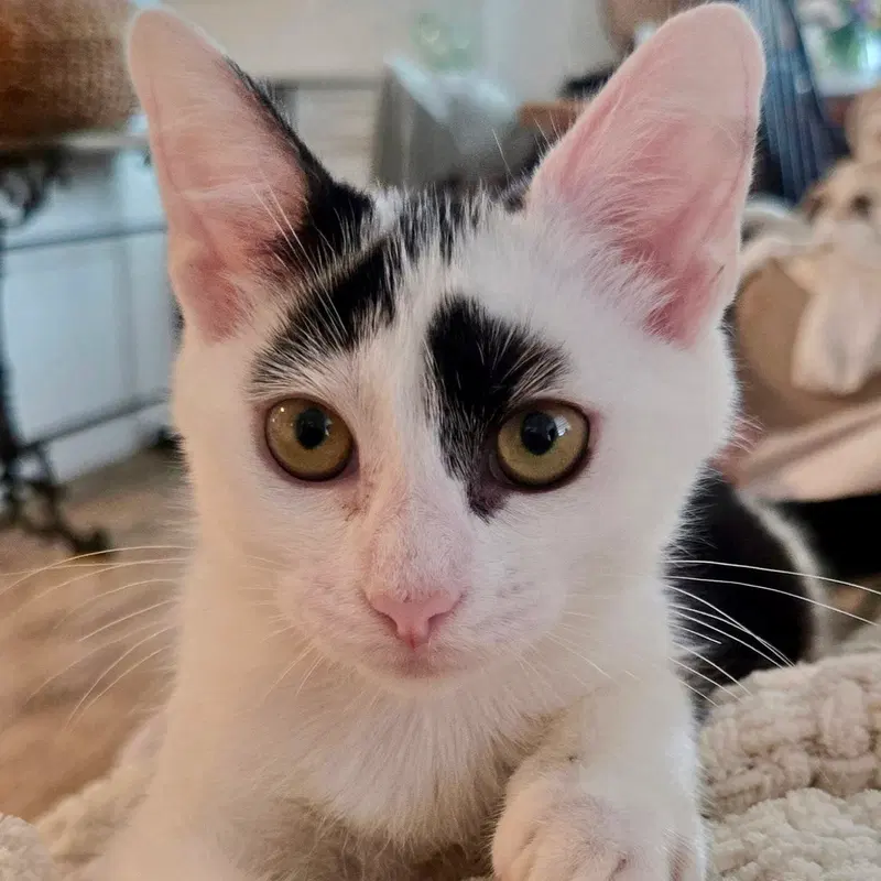 Dolly, a female cat up for adoption