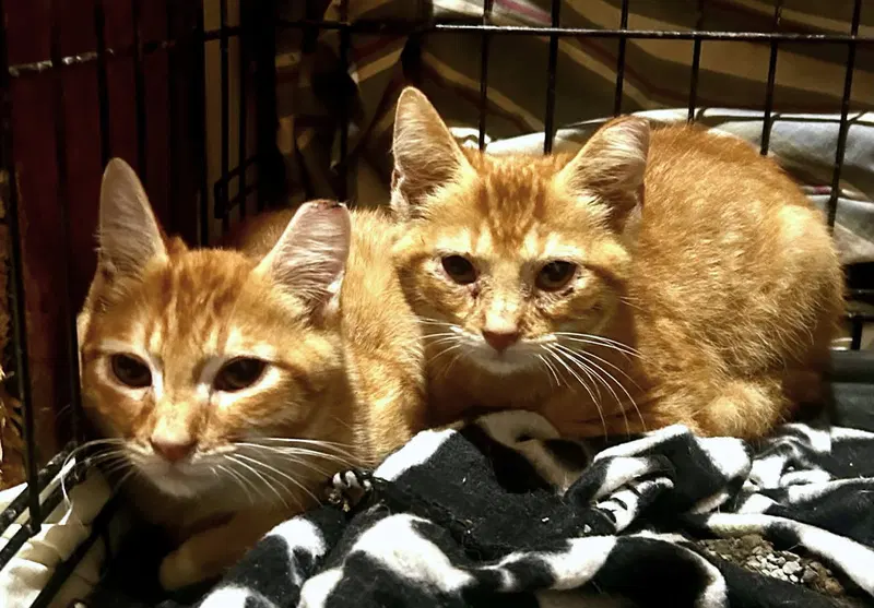 Ben and Brad C Therrien BONDED PAIR, male kittens up for adoption