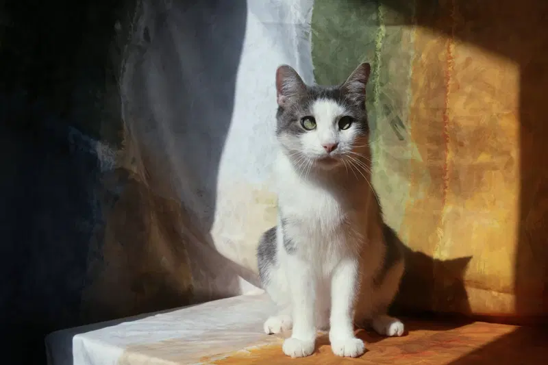 Shomo, an adult male cat up for adoption