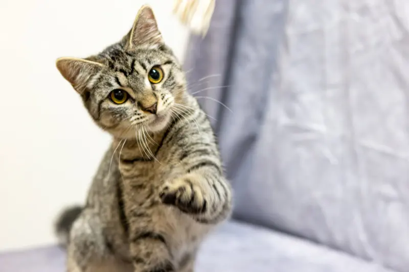 Jarvy, a male kitten up for adoption