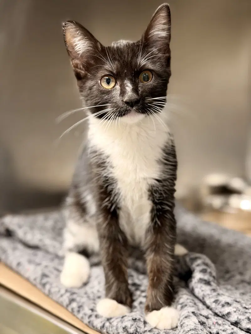 Emmylou, a female kitten up for adoption