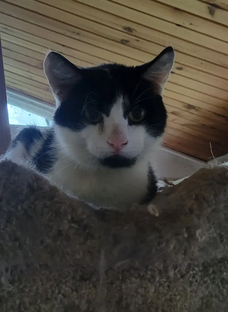Ollie, photo 2