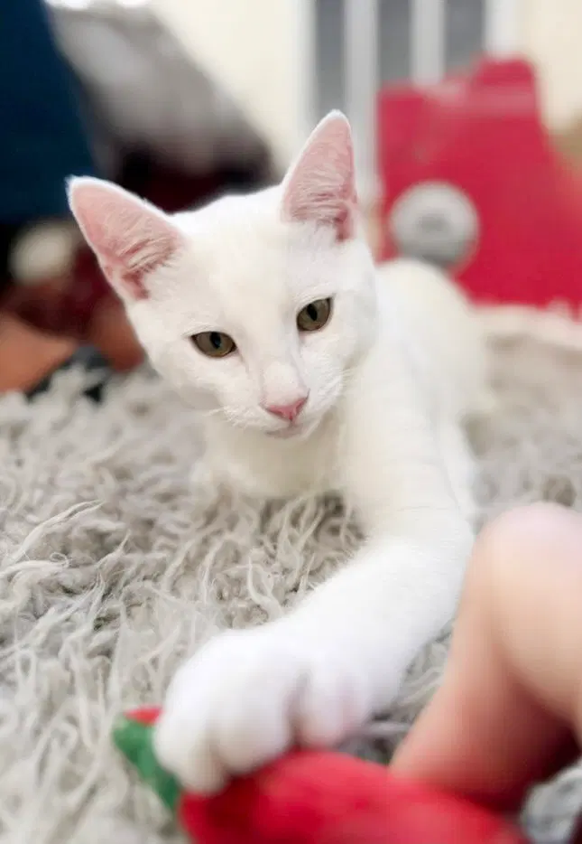 Snowball, a male kitten up for adoption