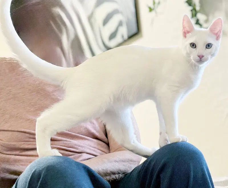 Snowball, photo 2