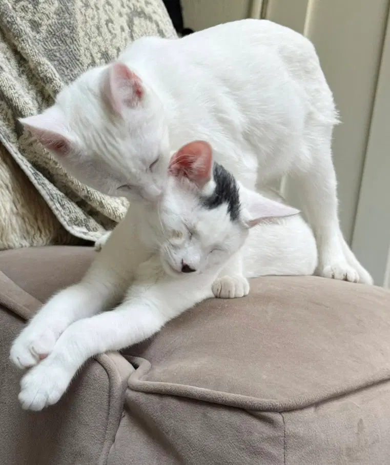 Snowball, photo 3