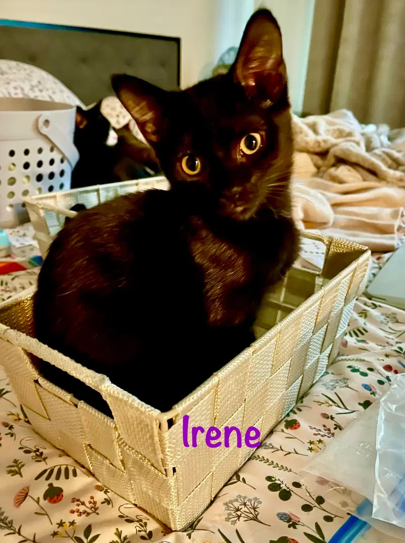 Irene, photo 5