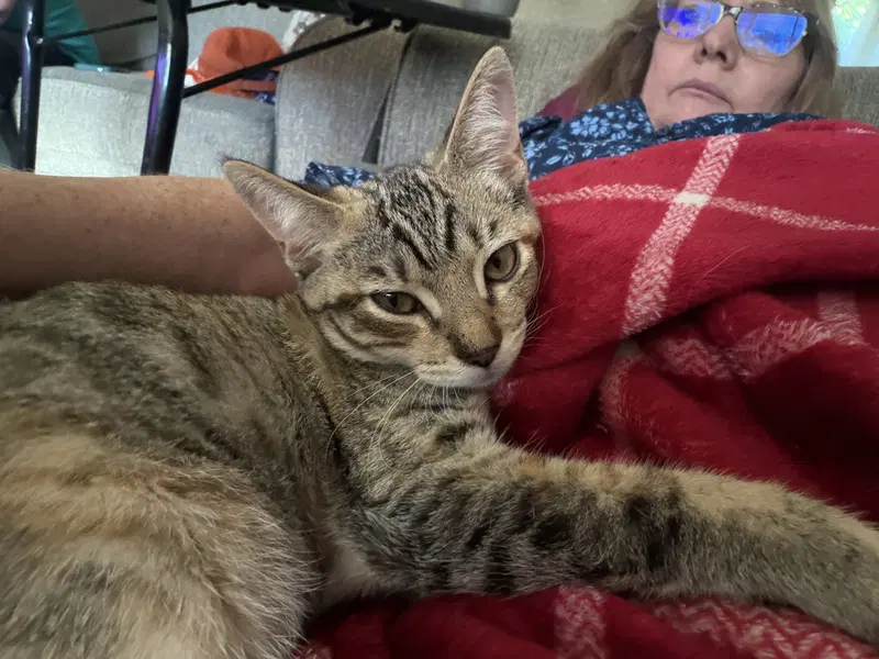Cairo, a young male cat up for adoption