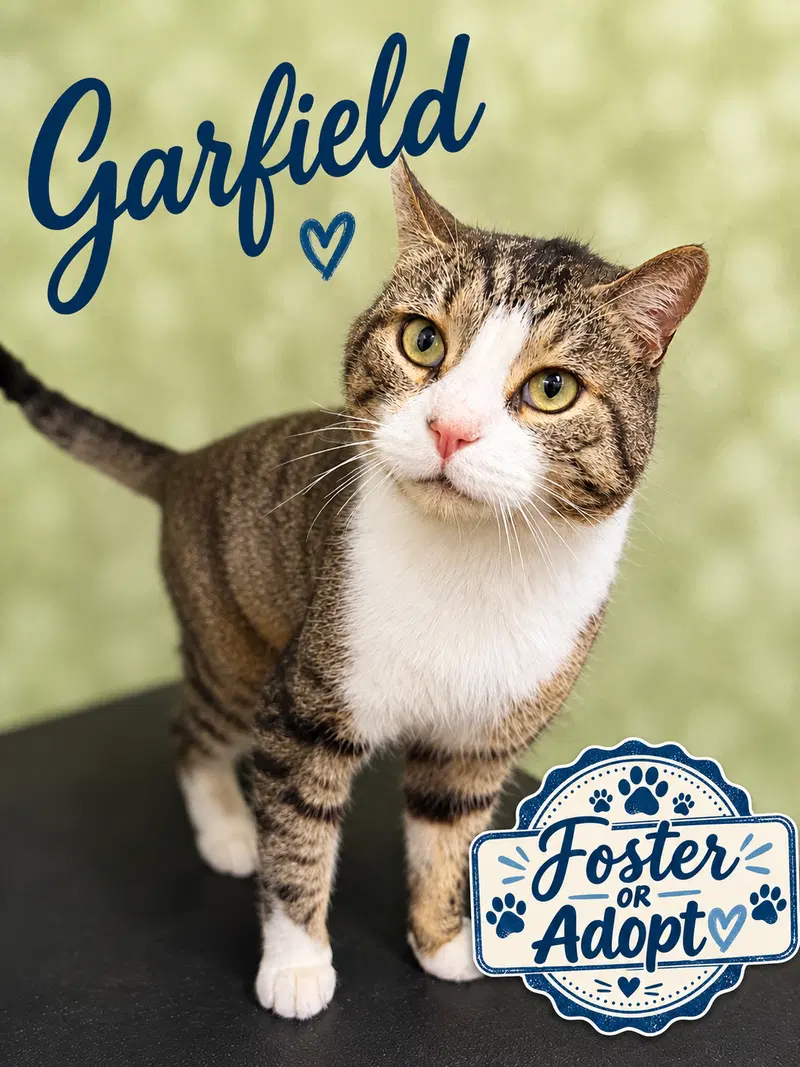 Garfield Willow Grove, an adult male cat up for adoption