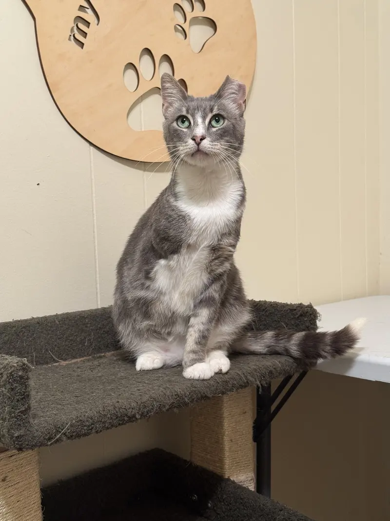 Maverick, an adult male cat up for adoption