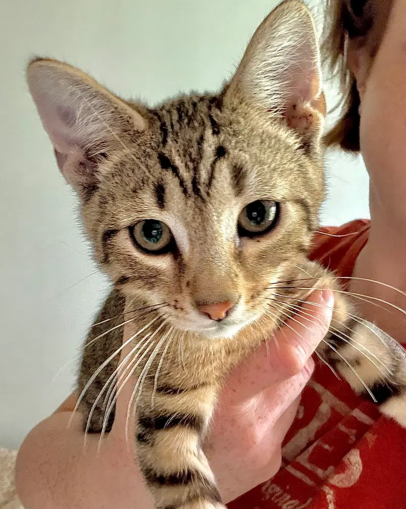 Brass Knuckles, a male Tabby kitten up for adoption